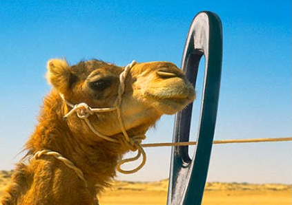 camel and needle