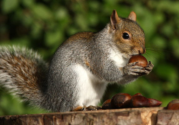 squirrel and nuts